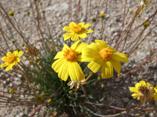 California Tickseed; Flower heads of coreopsis californica - near Contact Mine, Joshua Tree National Park, California