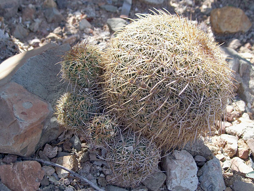 Santa Cruz beehive cactus, coryphantha recurvata