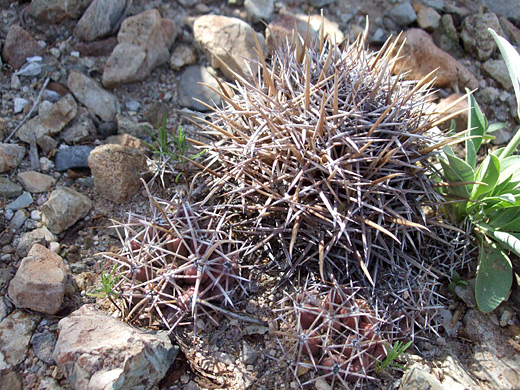 Robust spine beehive cactus, coryphantha robustispina