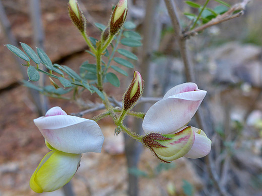 Rosary Babybonnets; Pinkish-yellow petals and purplish calyces - coursetia glandulosa in Rincon Valley, Tucson, Arizona