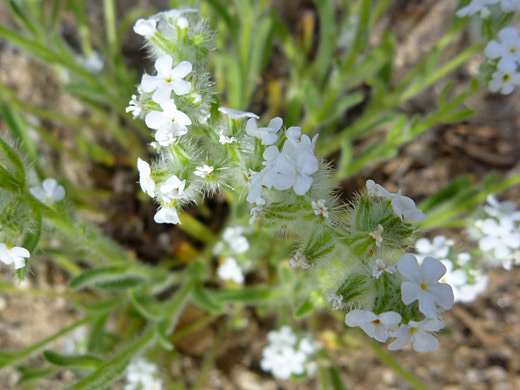 Narrow Leaved Cryptantha; White flowers of cryptantha angustifolia, along the Panorama Trail, Joshua Tree National Park, California