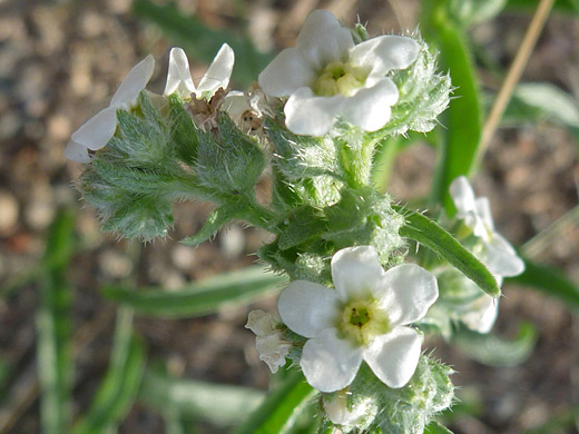 James' Cryptantha; James' cryptantha (cryptantha cinerea) in Great Sand Dunes National Park, Colorado