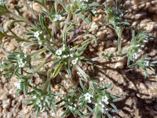 Cushion Cryptantha; Spine-tipped leaves and white flowers; cryptantha circumscissa, Flat Top Butte, Sand to Snow National Monument, California