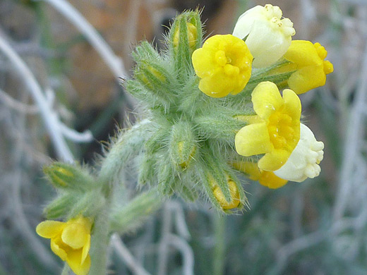 Mojave Popcorn Flower; Small yellow flowers of cryptantha confertiflora (Mojave popcorn flower), Yant Flat, Pine Valley Mountains