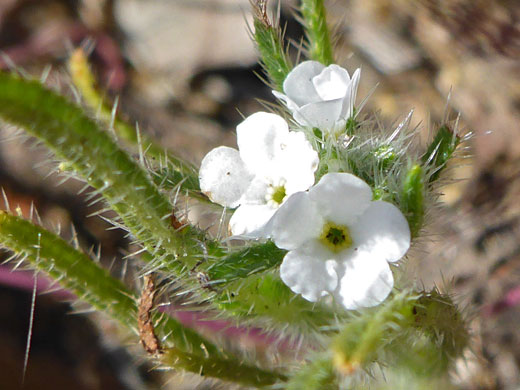 Clearwater Cryptantha; Cryptantha intermedia (clearwater cryptantha), Bayside Trail, Cabrillo National Monument, California
