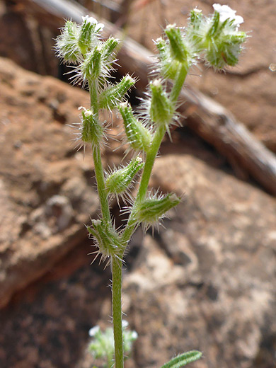Nevada Cats-Eye; Bristly calyces - cryptantha nevadensis along the Courthouse Butte Trail, Sedona, Arizona