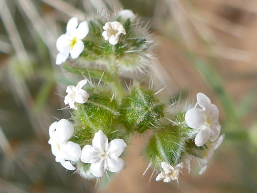 Wingnut Cryptantha; White flowers of cryptantha pterocarya, along the Whiterocks Trail in Snow Canyon State Park, Utah