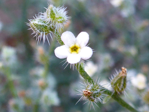 Bushy Cryptantha; Flower and spiny buds; cryptantha racemosa, Salt Trail, Little Colorado River, Arizona