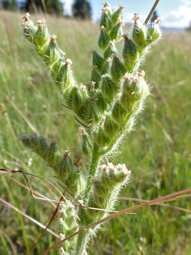 Bristly Catseye; Bristly catseye (cryptantha setosissima), Rattlesnake Creek Trail, Cedar Breaks National Monument, Utah