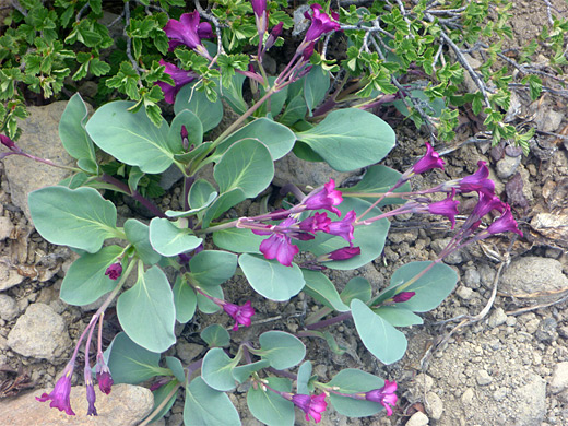 Sacramento Waxydogbane; Purple flowers of cycladenia humilis; Brokeoff Mountain Trail, Lassen Volcanic National Park, California