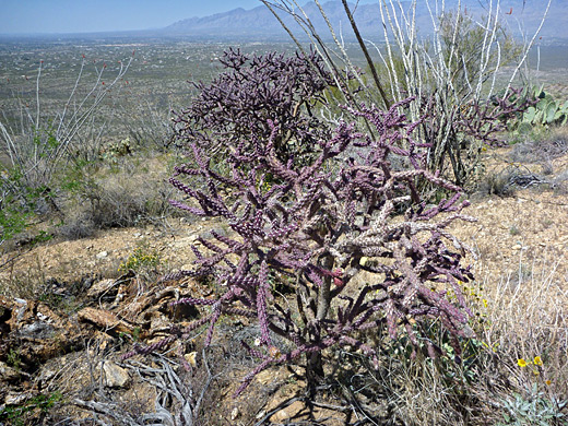 Staghorn cholla, cylindropuntia versicolor