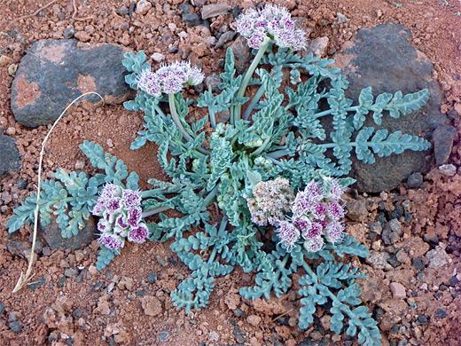 Bulbous Spring Parsley; Purple flower clusters - cymopterus bulbosus (bulbous spring parsley) in Petrified Forest National Park, Arizona