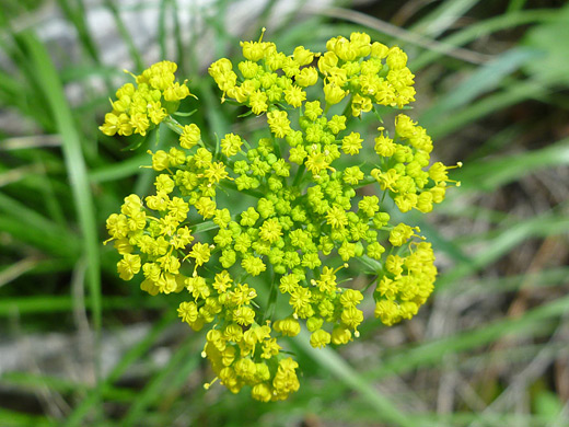 Mountain Parsley; Cymopterus lemmonii (mountain parsley) along the Cerro Grande Trail in Bandelier National Monument, New Mexico