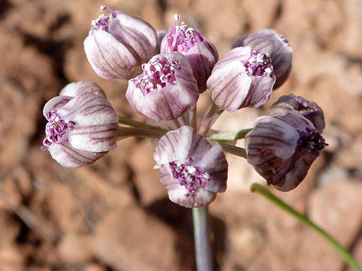 Purplenerve Springparsley; Developing flowers of cymopterus multinervatus in Zion National Park, Utah