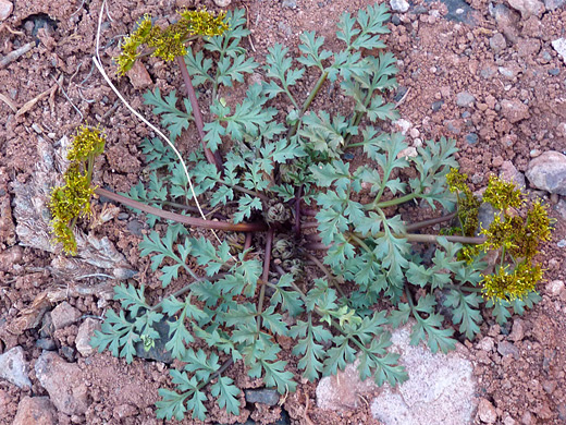 Purple Spring Parsley; Yellow flower clusters - cymopterus purpureus (purple spring parsley) in Petrified Forest National Park, Arizona