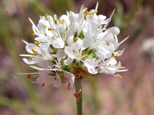 White Prairie Clover; Clawed petals of dalea candida var oligophylla - Syncline Loop Trail, Canyonlands National Park, Utah