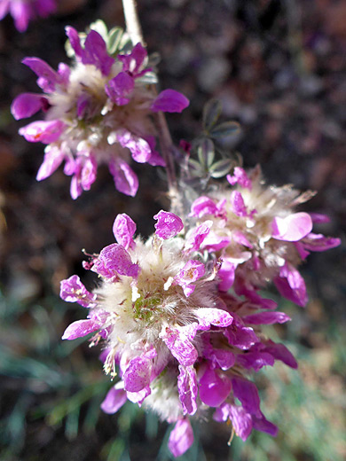 Santa Catalina Prairie Clover; Withering pink petals - dalea pulchra, Sabino Canyon, Arizona