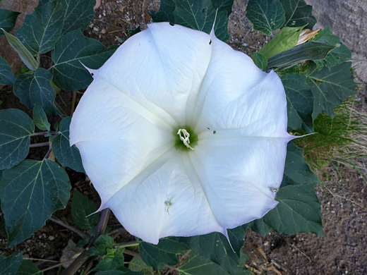 Sacred Datura; Large white flower of sacred datura (datura wrightii), in Bandelier National Monument, New Mexico