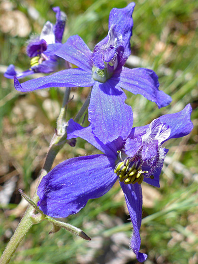 Nuttall's Larkspur; Delphinium nuttallianum (Nuttall's larkspur) with blue flowers - La Sal Mountains, Utah