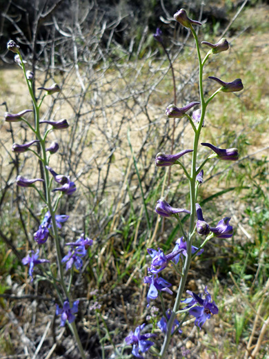 Parish's larkspur; Two stems of delphinium parishii, along the Panorama Trail, Joshua Tree National Park, California