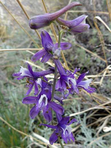 Tall Mountain Larkspur; Purple and white flowers of delphinium scaposum, along the Thomas Point Trail, Sedona, Arizona
