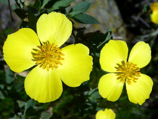 Bush Poppy; Two flowers of dendromecon rigida (bush poppy), along the trail to Gaviota Peak, Gaviota State Park