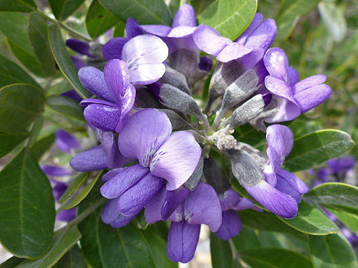 Texas Mountain Laurel; Purple flowers and green leaves; dermatophyllum secundiflorum along the Window Trail in Big Bend National Park, Texas