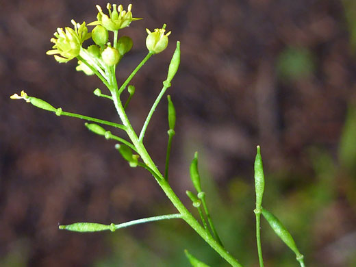 Sierra Tansymustard; Descurainia californica (sierra tansymustard), Brown Creek Trail, Great Basin National Park, Nevada