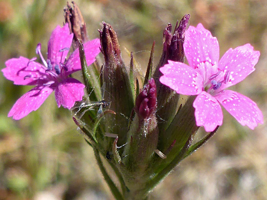 Deptford Pink; Group of flowers, some withered - dianthus armeria, Rabbit Creek, Yellowstone National Park, Wyoming