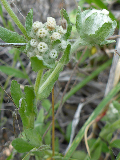 Spring Pygmy Cudweed; Clusters of tiny white flowers of diaperia verna, Ward Spring Trail, Big Bend National Park, Texas