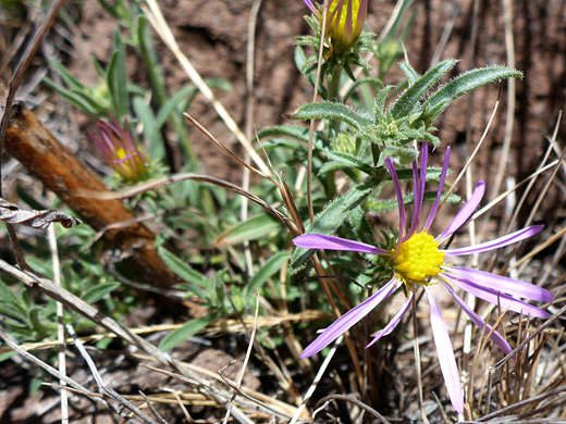 Fall False Tansy Aster; Developing flowerhead of dieteria asteroides, Yapashi Trail, Bandelier National Monument, New Mexico
