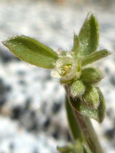 Lance-Leaved Ditaxis; Ditaxis lanceolata (lance-leaved ditaxis), Plum Canyon, Anza Borrego Desert State Park, California