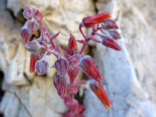 Chalk Dudleya; Red flowers of dudleya arizonica, in Ford Canyon, White Tank Mountains, Arizona