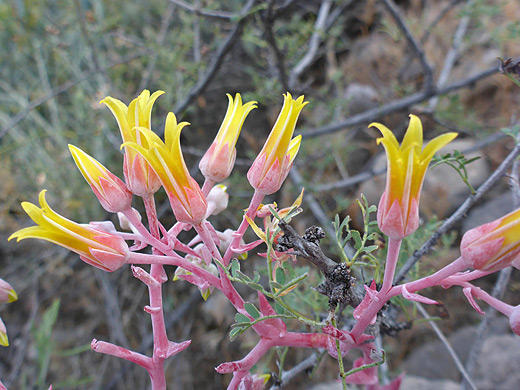 Panamint Liveforever; Dudleya saxosa ssp collomiae, Theodore Roosevelt Lake, Arizona