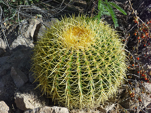 Golden barrel cactus, echinocactus grusonii