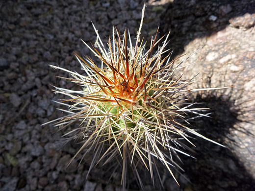 Arizona claret-cup cactus, echinocereus arizonicus