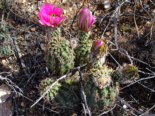 Echinocereus fasciculatus, robust hedgehog cactus