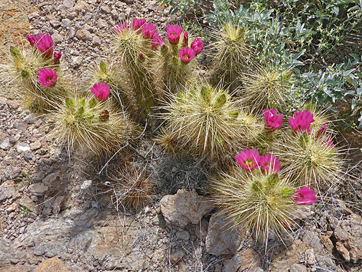 Nichol's hedgehog cactus, echinocereus nicholii