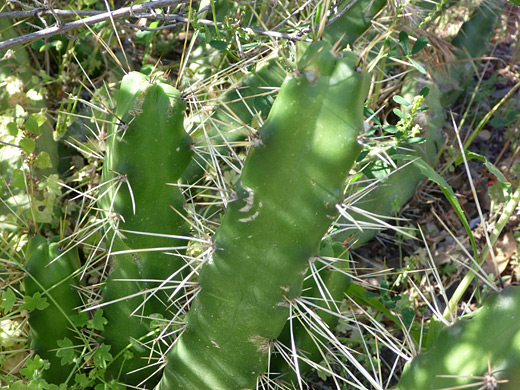 Ladyfinger cactus, echinocereus pentalophus