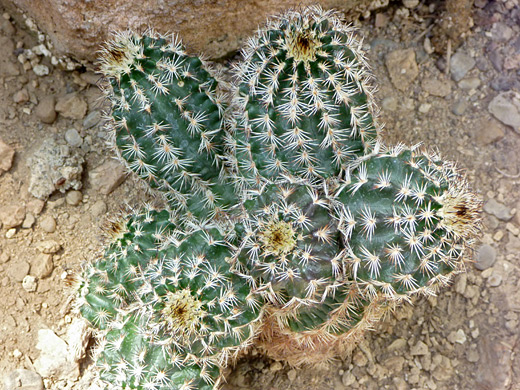 Lace hedgehog cactus, echinocereus reichenbachii