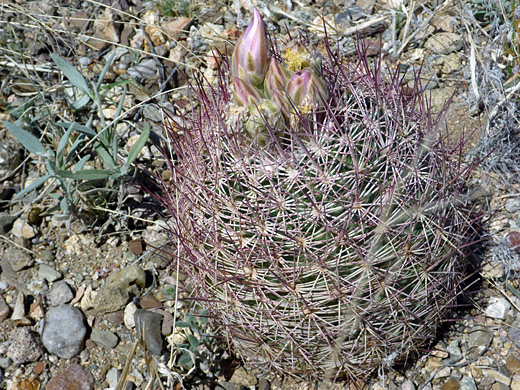 Redspine pineapple cactus, echinomastus erectocentrus