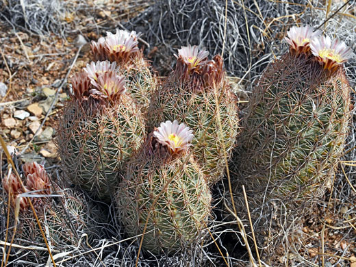 Woven-spine pineapple cactus, echinomastus intertextus