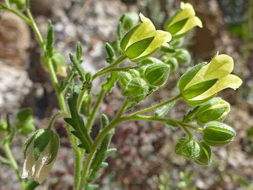 Whispering Bells; Pale yellow flowers and green calyces - flowers of emmenanthe penduliflora, Sabino Canyon, Arizona