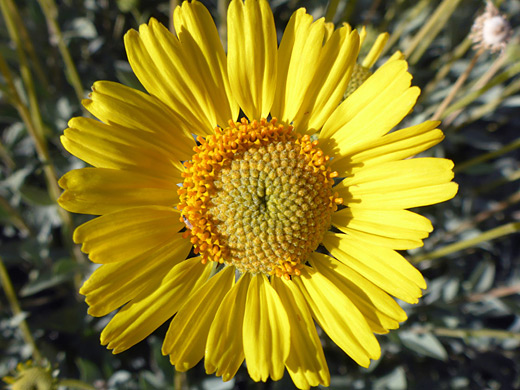 Acton Brittlebush ; Yellow flowerhead, with developing disc florets; encelia actoni, Grapevine Springs, Death Valley National Park, California