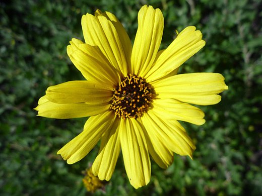 Bush Sunflower; Flower head of encelia californica (bush sunflower), along the trail to Gaviota Peak in Gaviota State Park
