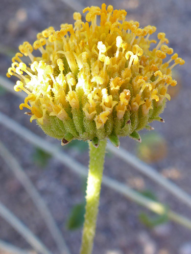 Button Brittlebush; Disc florets with lobed stigmas; encelia frutescens, Bristol Mountains, Mojave Trails National Monument, California