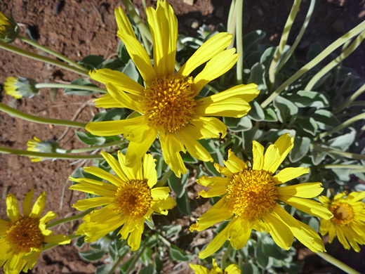 Nakedstem Sunray; Flowerheads of enceliopsis nudicaulis, near Lees Ferry, Arizona