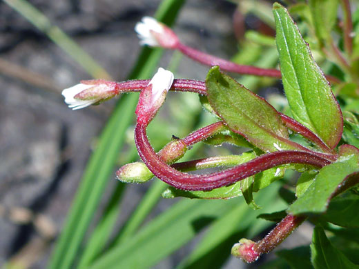 Alpine Willowherb; Epilobium anagallidifolium, Deer Creek Lake Trail, Boulder Mountain, Utah