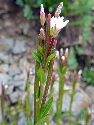 Hornemann's Willowherb; Small flowers and long capsules - epilobium hornemannii, Porphyry Basin Trail, San Juan Mountains, Colorado