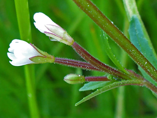 Milk-Flower Willowherb; Milk-flower willowherb (epilobium lactiflorum), Cottonwood Lakes Trail, Sierra Nevada, California